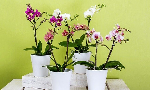 Parintii, ghivece de flori in camera?