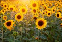 Am facut tot ce am putut. De ce nu functioneaza nimic?