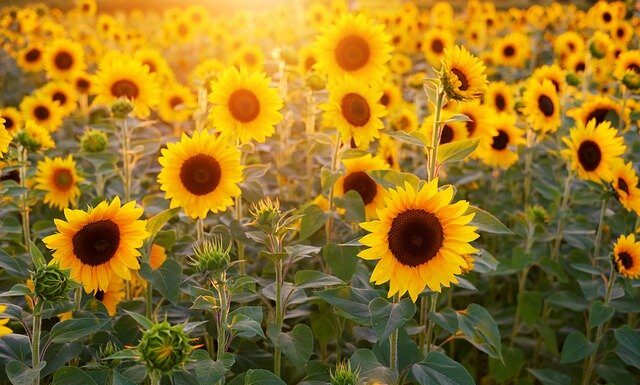 Am facut tot ce am putut. De ce nu functioneaza nimic?