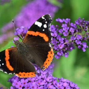 Fii părintele care ai visat